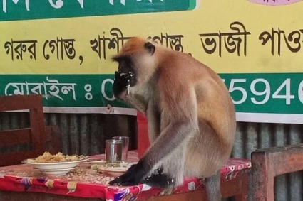 ক্ষুধা লাগলেই খাবার খেতে রেস্টুরেন্টে চলে যায় হনুমানটি